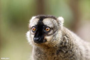 Madagascar lemurs, tortoises seized in Thai bust reveal reach of wildlife trafficking